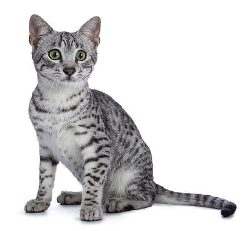 Egyptian mau cheap cat price